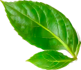 hoja